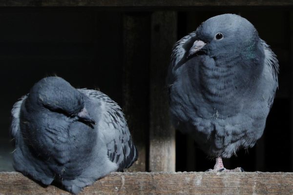 Miten pelotat kyyhkyset pois parvekkeeltasi: 3 tehokasta tapaa