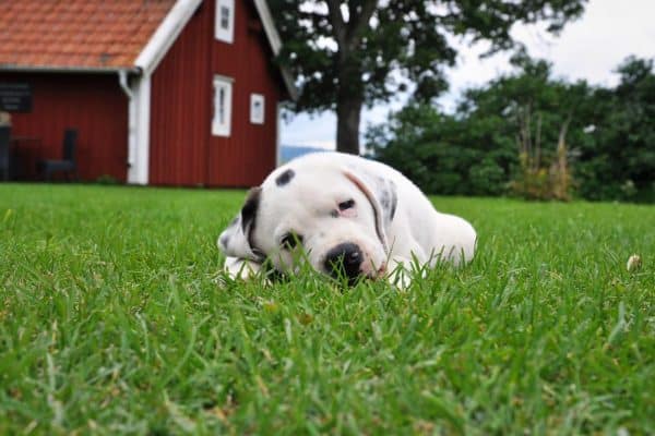 Vain harvat tietävät siitä: mitä koirallesi ei saa koskaan antaa