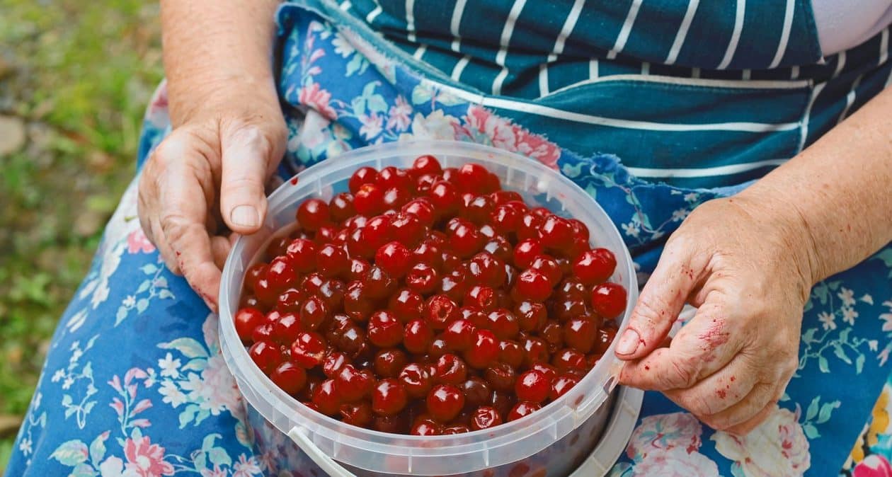 Kuinka poimia kirsikat ilman porauskonetta? Isoäitini tapa on loistava
