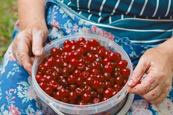 Kuinka poimia kirsikat ilman porauskonetta? Isoäitini tapa on loistava